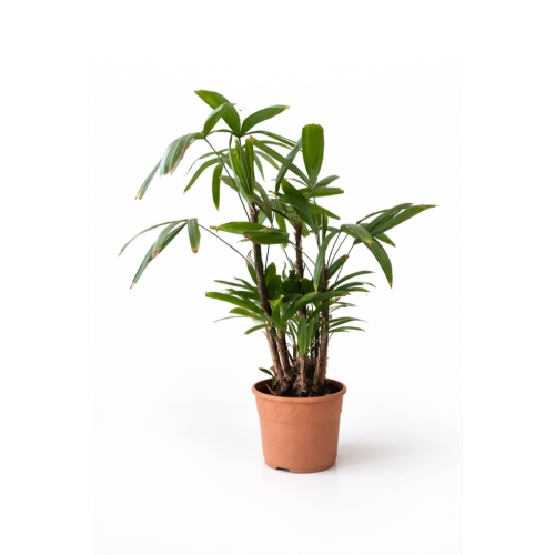 Raphis Excelsa 60-75cm